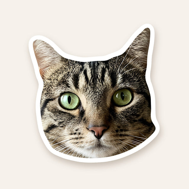 Tabby cat