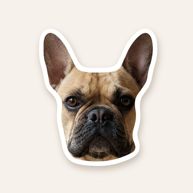 French bulldog